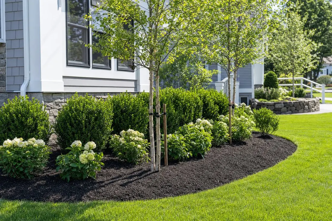Newly planted trees and shrubs in a mulched landscape bed at a Connecticut home